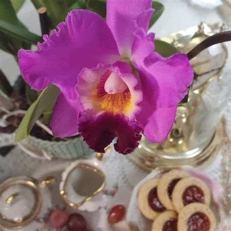 good morning orchid|Cattleya Orchid Care: 7 Essential Tips for Perfect Blooms